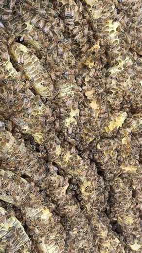 🍯 Pure Raw Honey Harvested Fresh From the Hive | Amazing Honey Flow 🐝 #shorts
