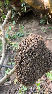 Gesa Bee Farm on Reels