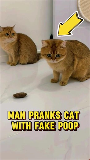 Man pranks cat with fake poop