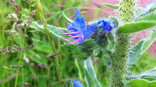 How To Grow Viper's Bugloss (Echium vulgare, Blueweed) - Gardening Channel