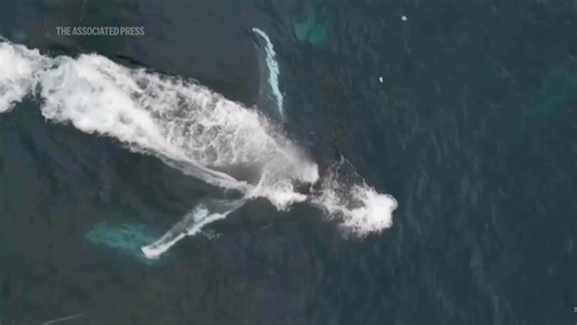 Oldest known whale recording could unlock mysteries of the ocean