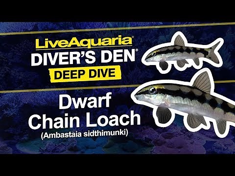 LiveAquaria® Diver’s Den® Deep Dive: Dwarf Chain Loach (Ambastaia sidthimunki)