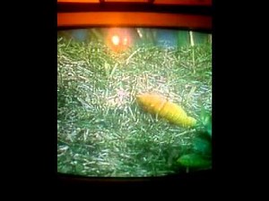 Sesame Street Sing Hoot Howl With The Sesame Street Animals Part 2