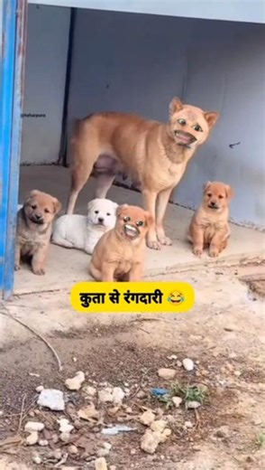 कुत्ता से रंगदारी नही🤣🦮#funny #thetharpuns #comedy #aalupyajjoke #dog