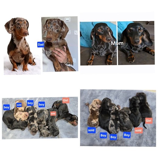 Short hair miniature Dachshund | Dogs | KSL Classifieds