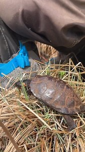 138 reactions · 5 comments | It’s World Turtle Day  Don’t be slow to show some love for our hard-shelled friends and their habitats! | Conserve Wildlife Foundation of NJ | Facebook