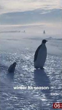 BBC Broke the Rules to Save Penguins… Was It Right? #shorts