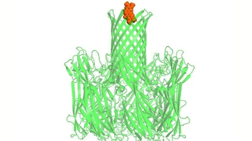 通道蛋白的动力学模拟研究