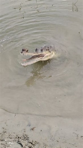 Rare footage of a Gharial catching and eating fish🐊❤️❤️ #crocodile #october #fblifestyle | Snake Rescue and Conservation Centre