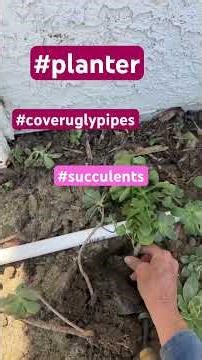 succulents for camouflage on pvc pipe part 3 Patio Paver Project
