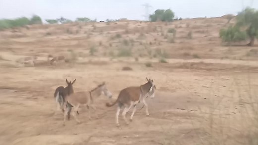 ‏I can't find my partner donkey mate