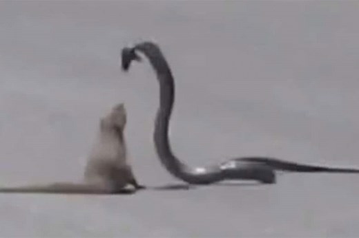 Mongoose and Cobra Go Head to Head