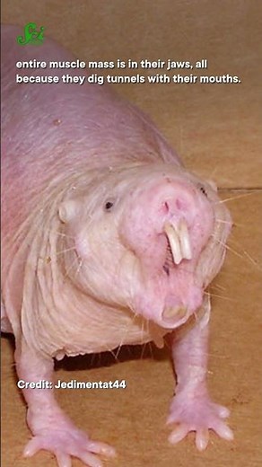 Why don’t naked mole rats age? #shorts #science #scishow