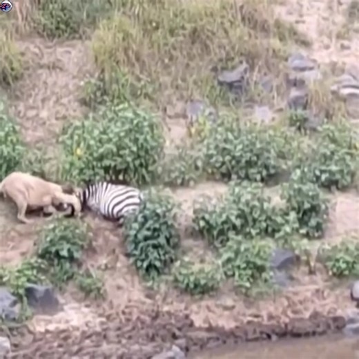 Lion approaches injured zebra on riverbank #animals #animalsattack #hunting #wildlife #wildlifephotography #animalswildlife | ABMCI Mission Bouaké