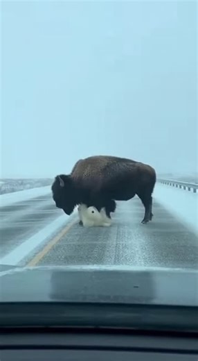Promptopia AI on Instagram: "In the middle of a frozen Arctic highway, a massive frost-covered bison crosses the road with a polar bear cub clinging to its leg like a tiny hitchhiker. The bison adjusts its stride to keep balance while the cub hangs on tight, riding across the snowy lane before both vanish into the white drift."