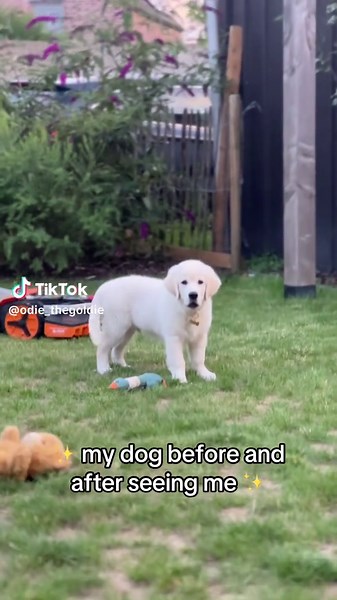 Odie's Transformation: Before and After Meeting Me