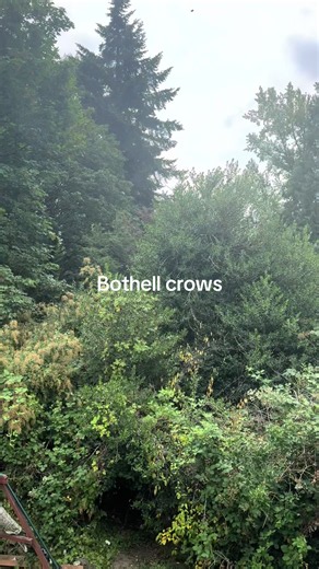 Bothell crows