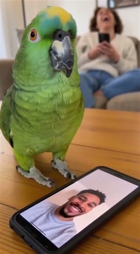 Even a bird understands emotions. #youtubeshorts #funny #talkingparot #talkingparrot #parrot