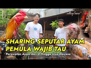 PERAWATAN AYAM BANGKOK DARI SEGALA ASPEK PEMULA WAJIB TAU | SHARING ADITYA FARM 99