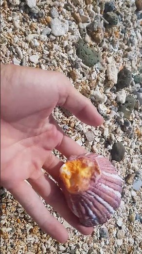 Pick Up Shells With Robin - Ez21