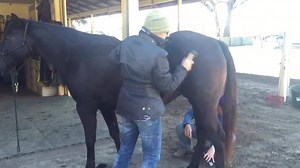 3.8K views · 106 reactions | I am traveling to Denver for the Equine...