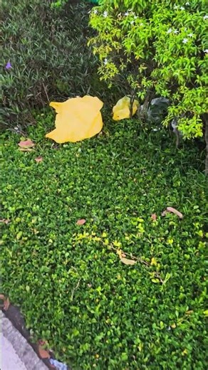 be responsible with your trash , pls don't litter everywhere #megaworld #trash #beresponsible