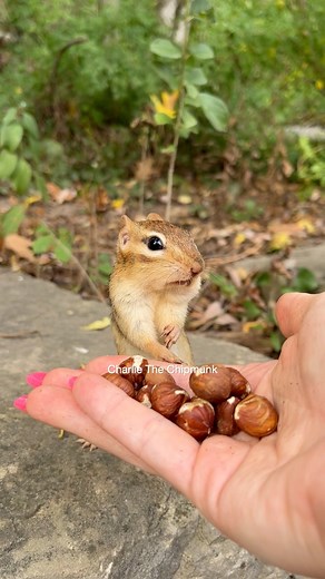 6.2K views · 329 reactions | Side eye ️ #funny #comedy #animals #chipmunk #charlie #cute #poser #bombastic | Charlie The Chipmunk | Facebook