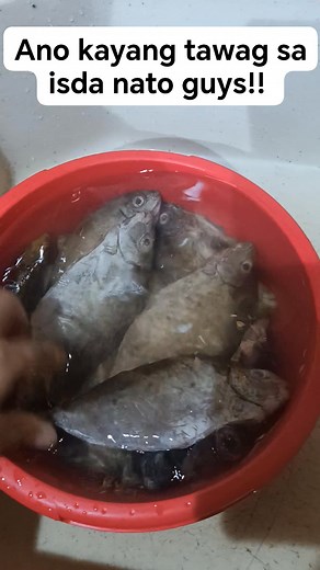 At dahil Naka Bingwit tayo NG isda ngayong araw🤣 #fbreelsfyp | Sanalie B. Pamisa