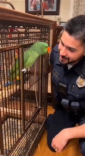 Larry The Parrot vs Police. Don't mess with me! 🔪🦜 #larrytheparrot #parrotsoftiktok #talkingparrot #petparrot #creatorsearchinsights | Funny Videos 3.0