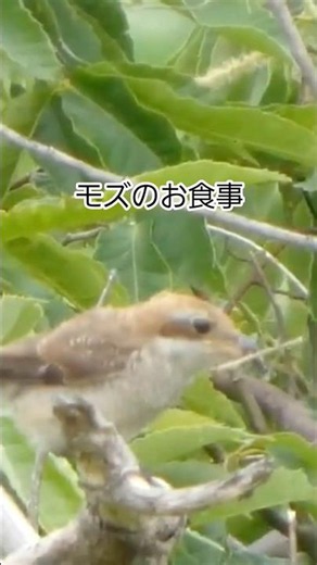 モズのお食事6月#モズ #幼鳥 #野鳥
