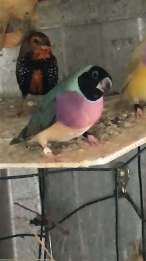 Blue Hen Gouldian & European Yellow Hen Split to Blue Gouldian