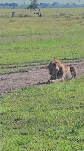 Young Lions relaxing 🦁🦁🦁🦁 #Wildlife #ShortsAfrica