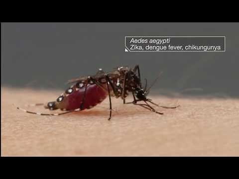 Integrated Vector Management (WHO) | Vector Control | Mosquito Control Measure