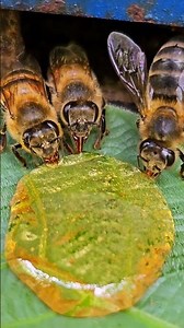 Honey Bees Collecting Nectar on a Leaf!