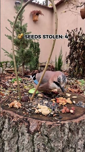 Came for one. Got the taste. 😎🥜