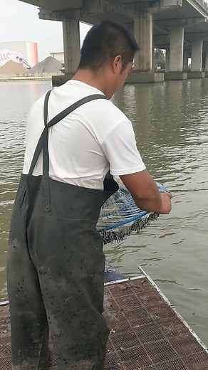 Catching Fish Using Cast Net Fishing / Net Catch Fishing 🐠🐠#Reels #fishing #skill #castnetfishing | Daily Discovery