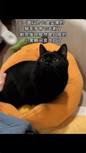 一直以为你就是一只黑猫.. #萌宠成精了 #猫咪的迷惑行为 #我镜头下的小猫 #记录猫咪日常 #抖音小助手dou上热门