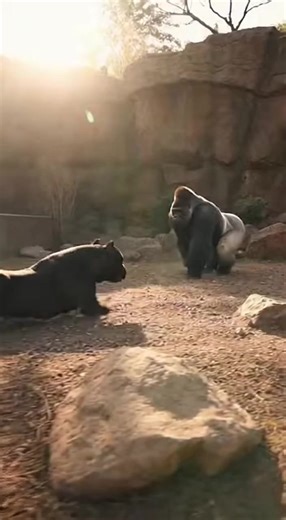 Witness a legendary showdown as a massive Black American Bully challenges the King of the Jungle. In a flurry of dust and raw power, the Silverback Gorilla delivers thunderous strikes to defend his throne. The heavy-muscled challenger is forced to retreat, leaving the Gorilla to roar in a spectacular display of dominance. It’s a breathtaking clash of titans that proves some crowns are simply not for taking. | Bulldog Community