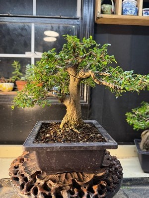 Desmodium, Vietnamese Blue Bell. Flowers Bonsai, Fragrant. | eBay