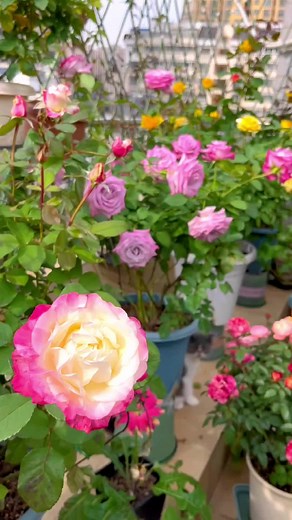 Exploring Vibrant Rose Varieties in Full Bloom