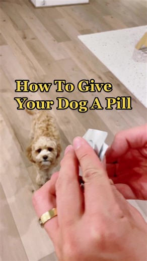 sneaky treat idea on how to give a dog a pill (assuming your dog doesn’t have an allergy) . . #dogsoftiktok #howtodog #dogtips #cavapoo#cavoodlesoftiktok #puppytiktok #dogsvideo #dogpills