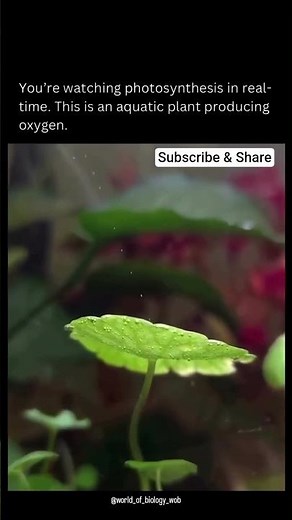 “Real-Time Photosynthesis | Oxygen Bubbles in Aquatic Plants 🌿✨”|