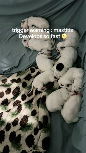 Mastitis in Nursing Dogs: A Breeder’s Challenge