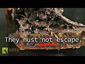 My New Massive Termite Farm - termite queen lays 40,000 eggs per day