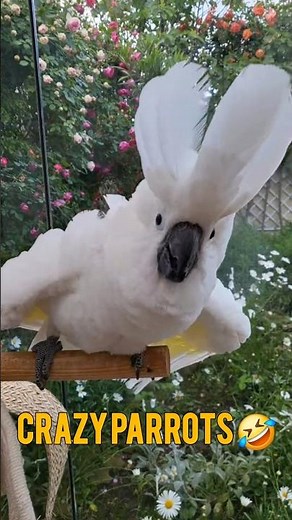 Cutest Parrot Moments Ever! 😍🦜 | Try Not to Smile