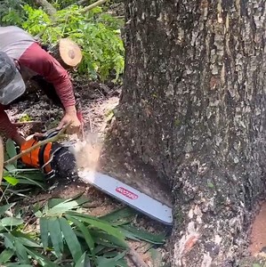 The best skill man cutting down tree from bottom tree | Making Video