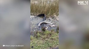 Alligator wolfs down python in Florida park