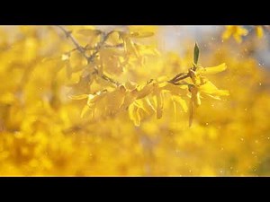 How to Grow Forsythia