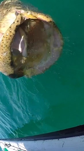 18M views · 10K reactions | Releasing a giant goliath grouper! #goliathgrouper #fishing | Landshark Outdoors | Facebook