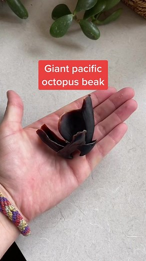 Fascinating Giant Pacific Octopus Beak and Removal Process